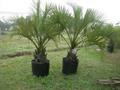 Butia yatay